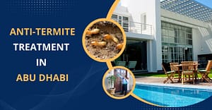 Anti-termite treatment in Abu Dhabi